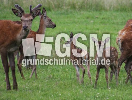 Rotwild - Rothirsch_1246.jpg